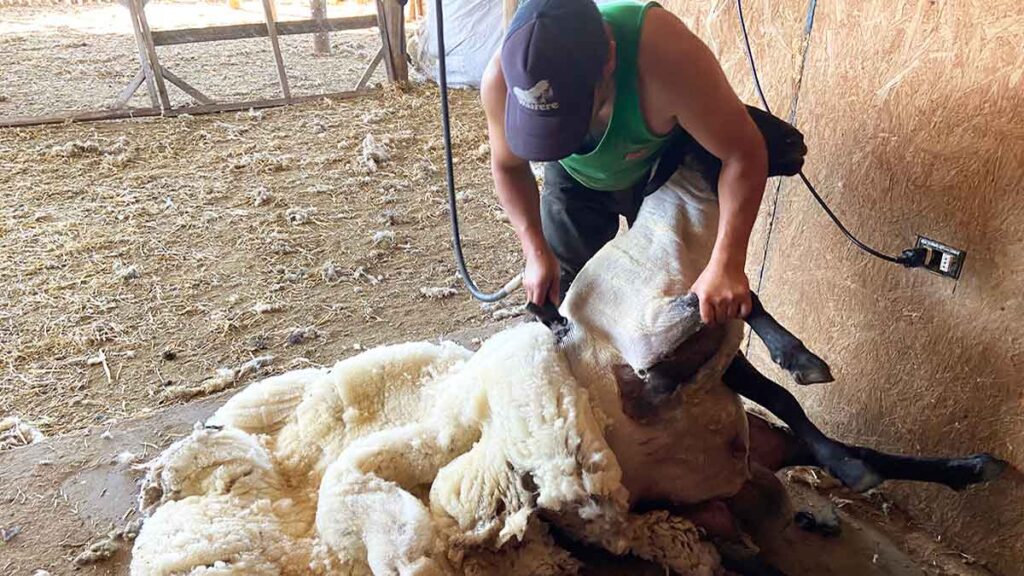 Proceso de Esquila en la Granja Cofac - Cuidado y Bienestar Animal Trabajador de la granja Cofac realizando el proceso de esquila a una oveja Suffolk en un ambiente controlado y seguro.